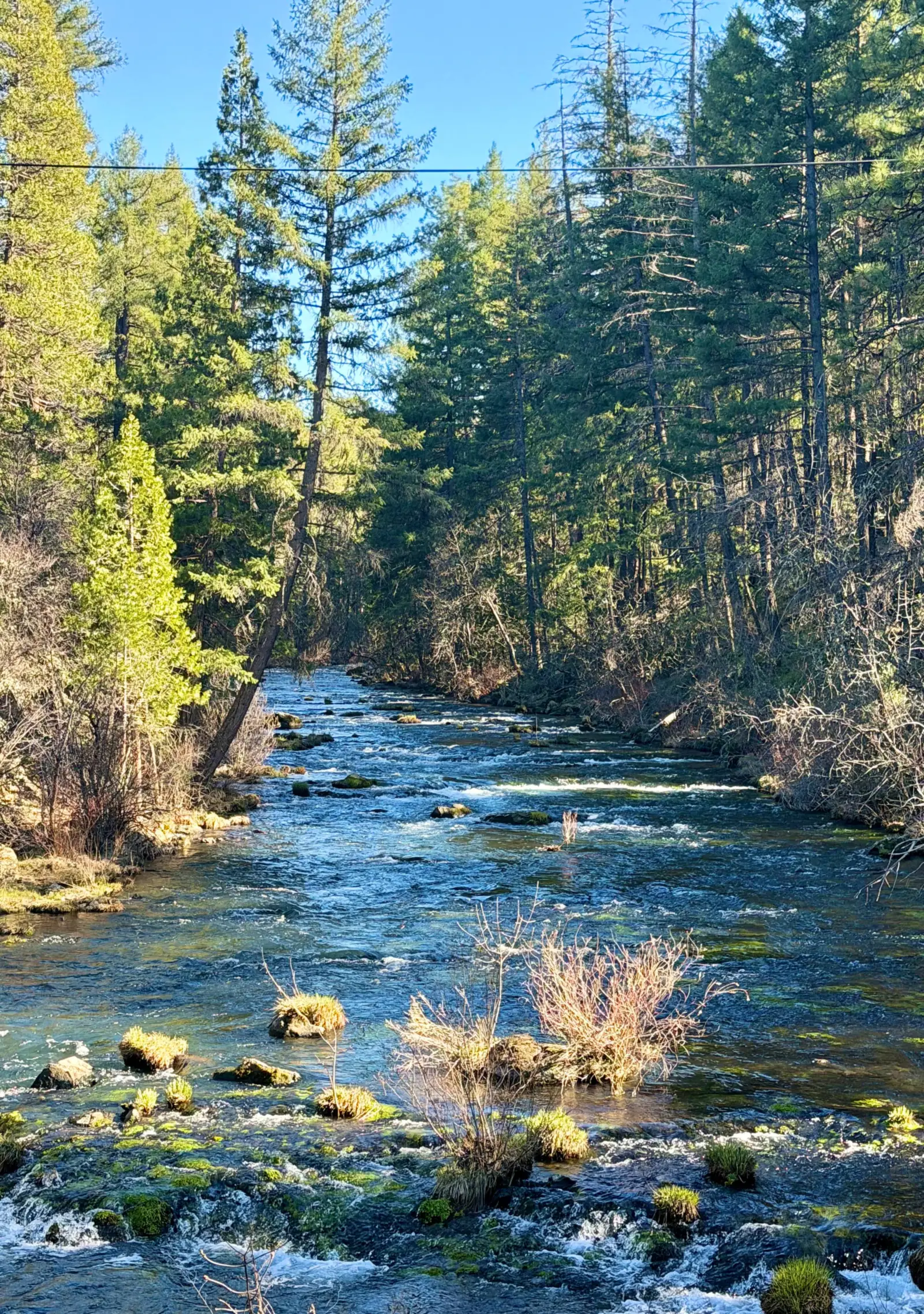 A clear stream rippling over rocks through a sunlit pine forest.